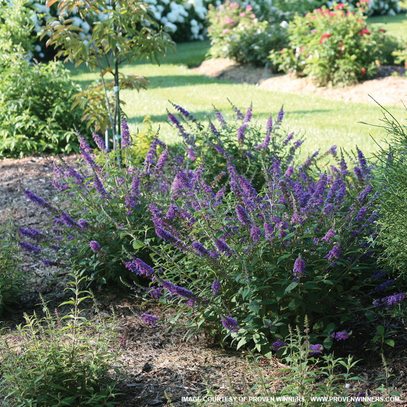 Blue Chip Butterfly Bush