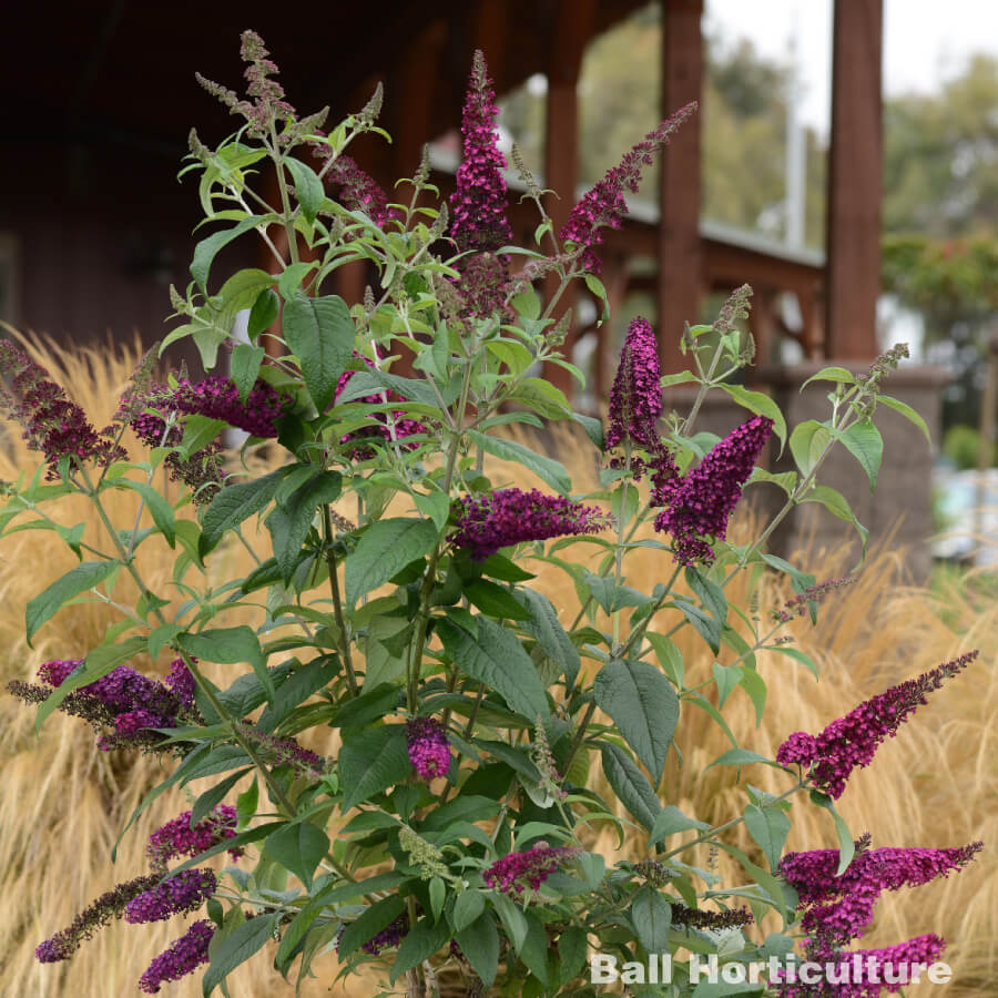 CranRazz Butterfly Bush