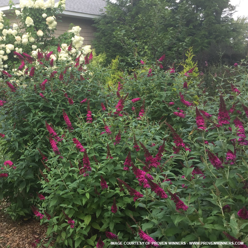 Miss Molly Butterfly Bush