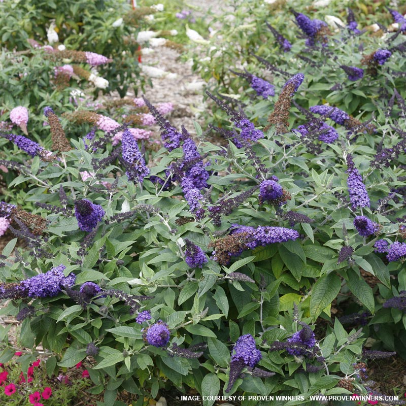 Pugster Butterfly Bush