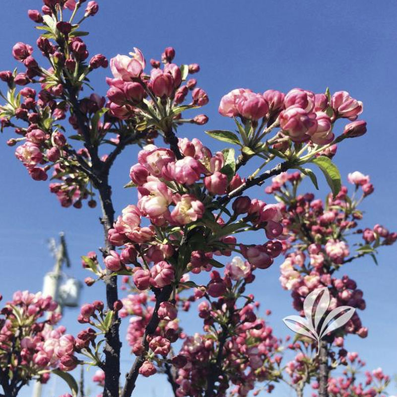 Coral Burst Crabapple
