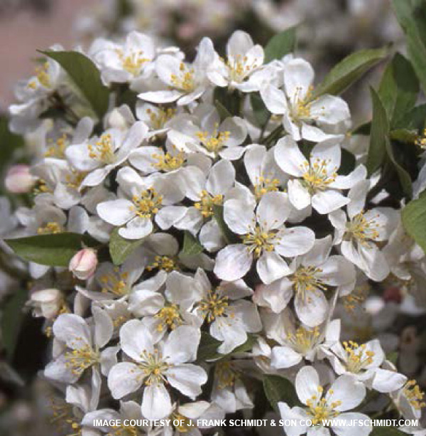 Firebird Crabapple