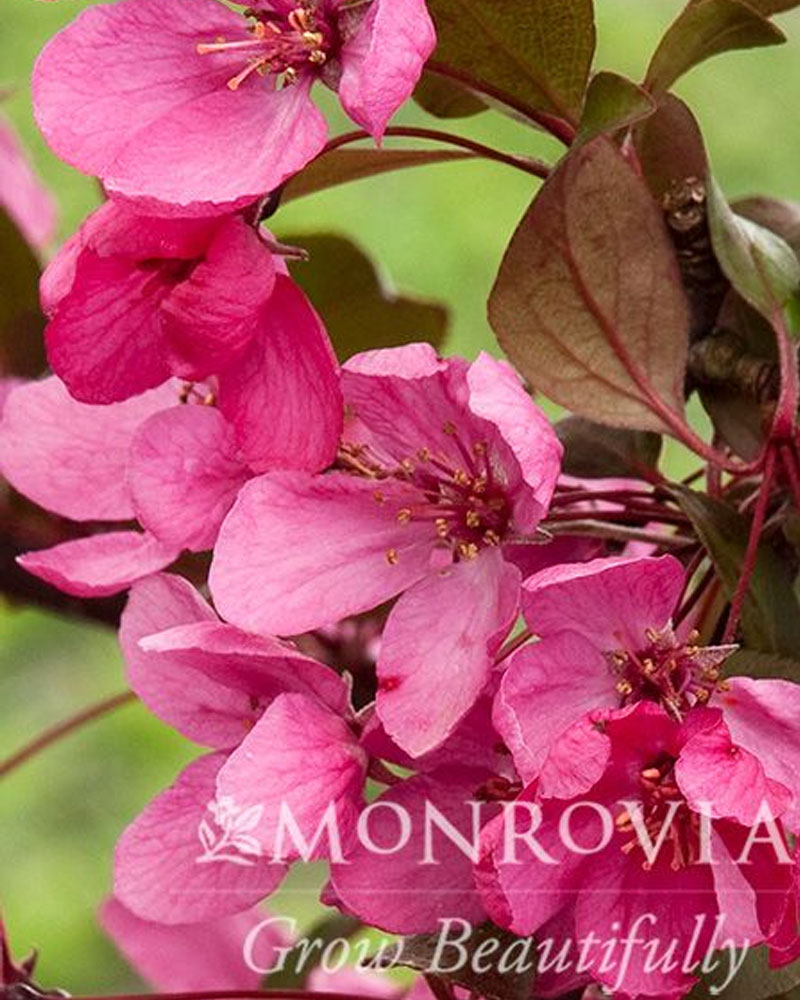 Royal Raindrop Crabapple