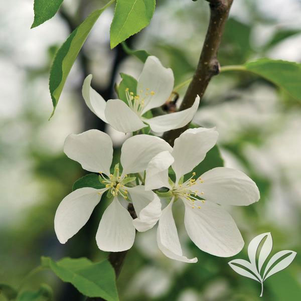 Spring Snow Crabapple