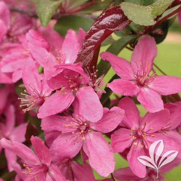 Velvet Pillar Crabapple