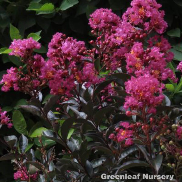 Enduring Summer Crape Myrtle Series