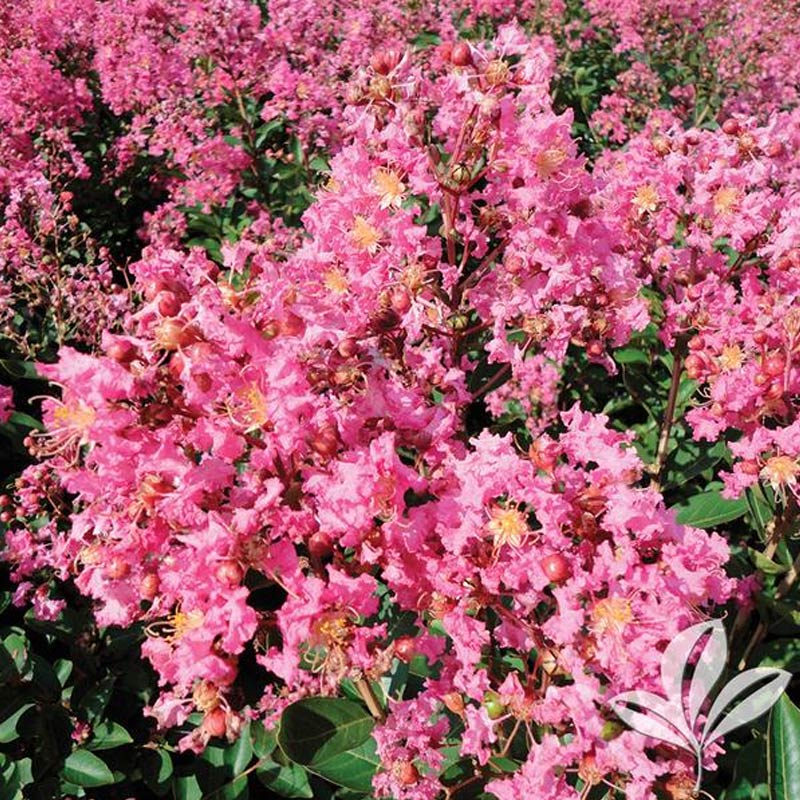 Hopi Crape Myrtle