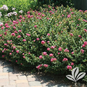 Pocomoke Crape Myrtle