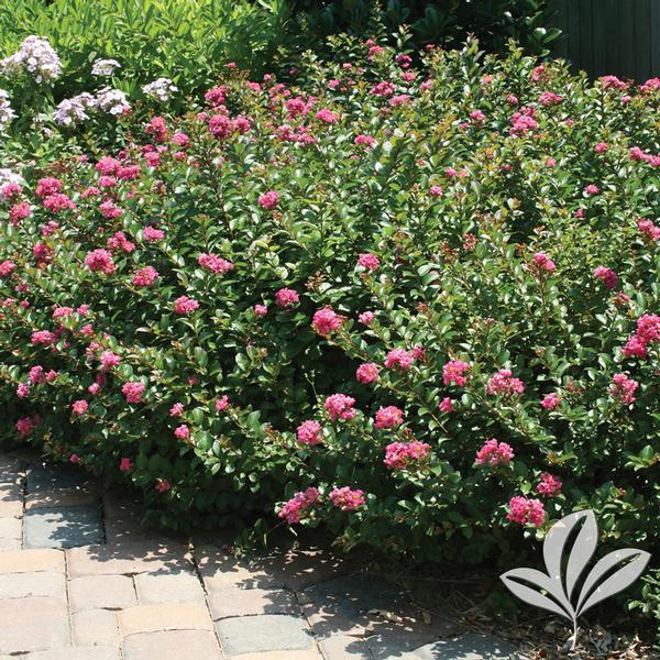 Pocomoke Crape Myrtle