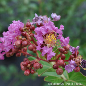 Zuni Crape Myrtle