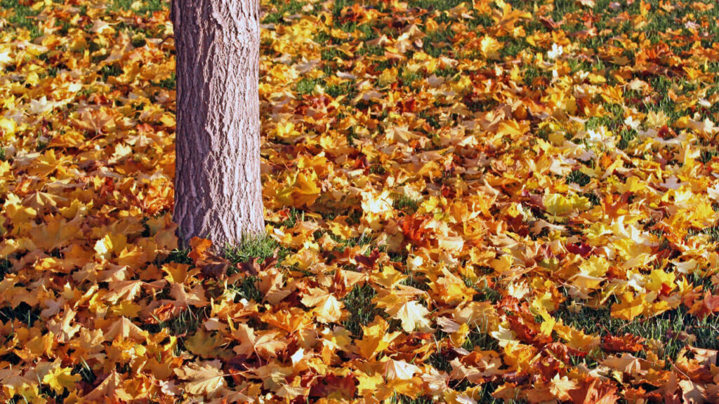 Fall leaves on the ground