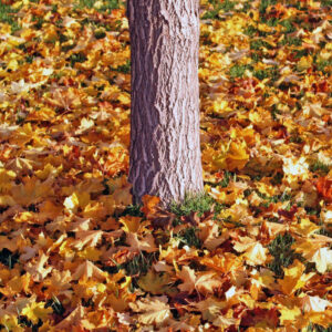 Fall leaves on the ground