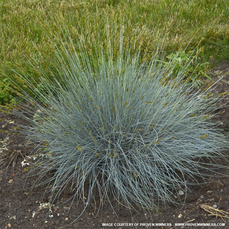 Fescue Blue Grass Elijah Blue Fescue