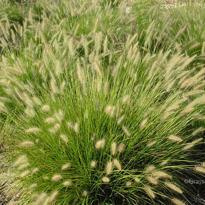 Dwarf Fountain Grass (Hameln)
