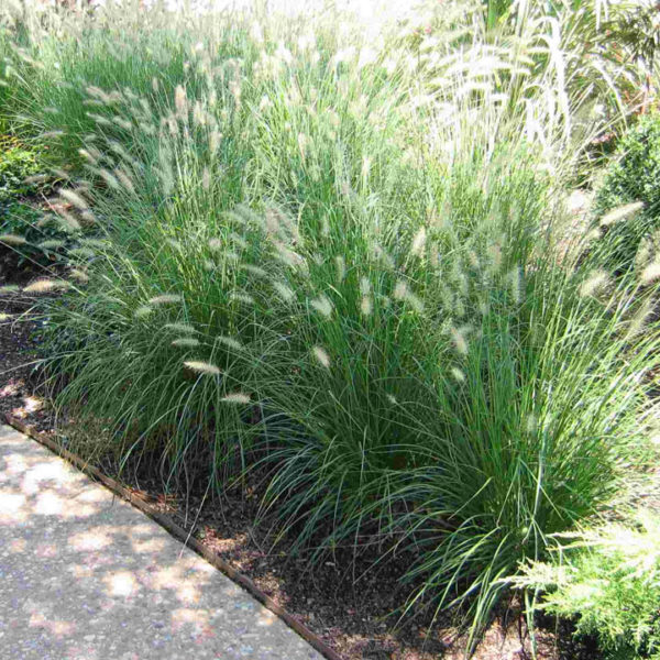 Dwarf Fountain Grass (Hameln)