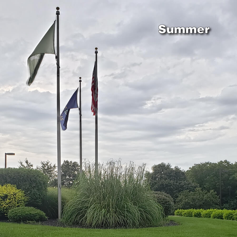 Pampas Grass – Hardy