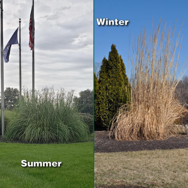 Pampas Grass – Hardy