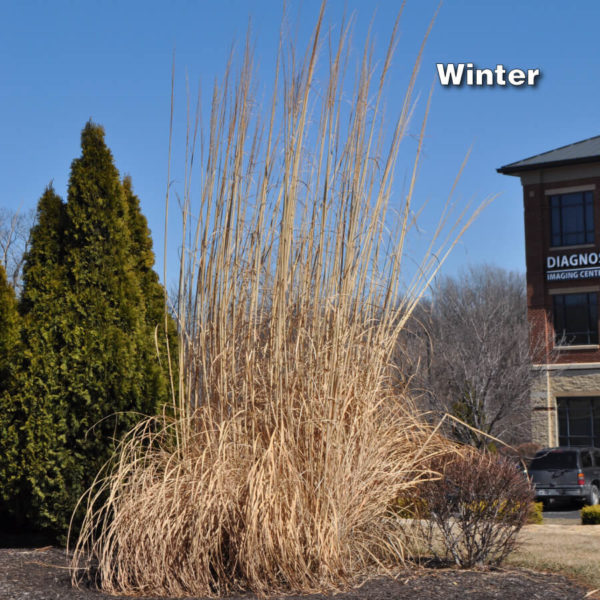 Pampas Grass – Hardy