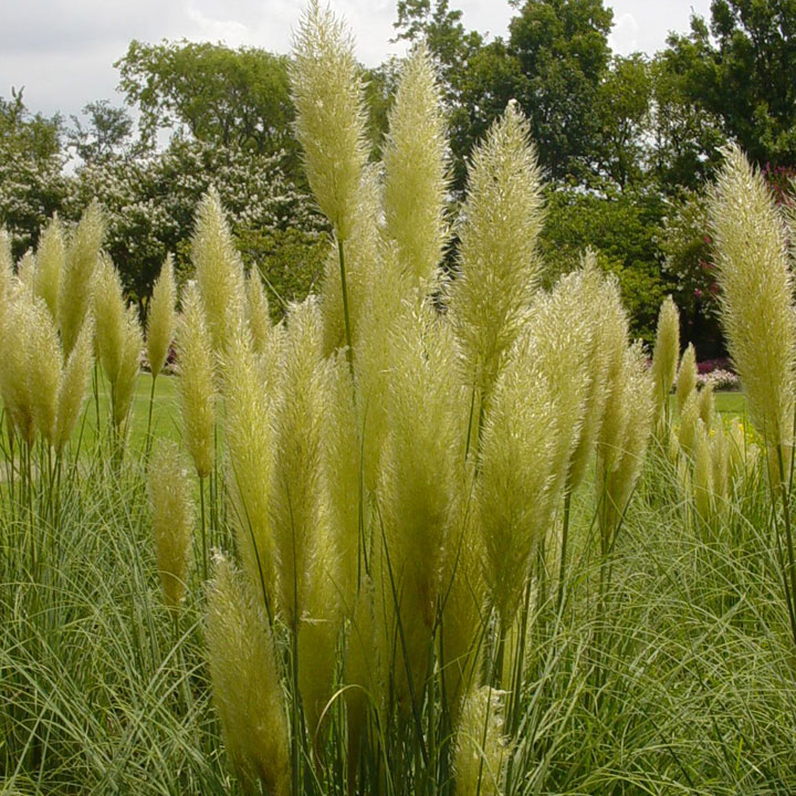 Pampas Grass – Hardy