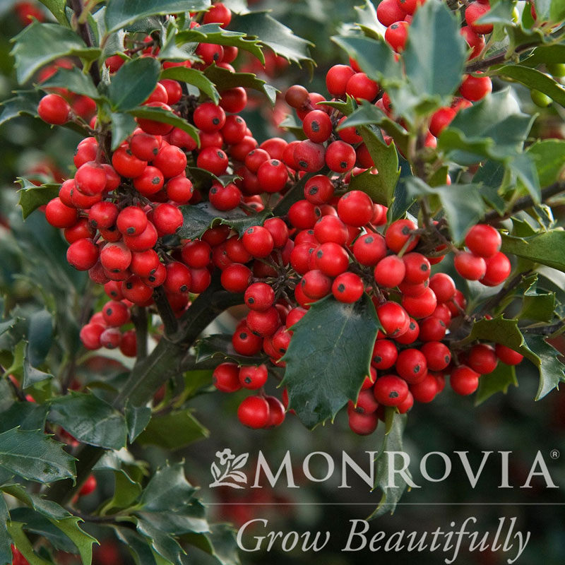 Berri-Magic Holly