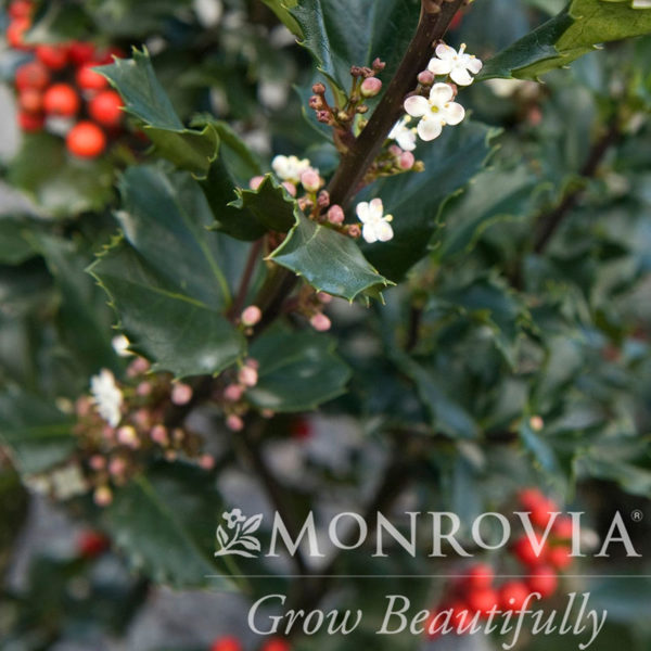 Berri-Magic Holly