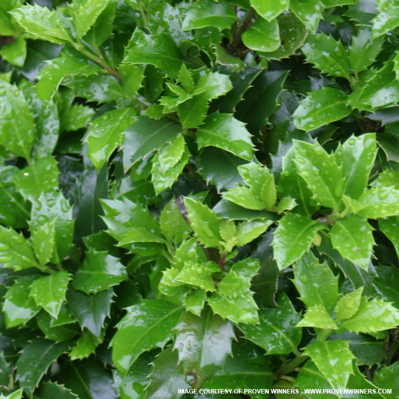 Castle Wall Holly
