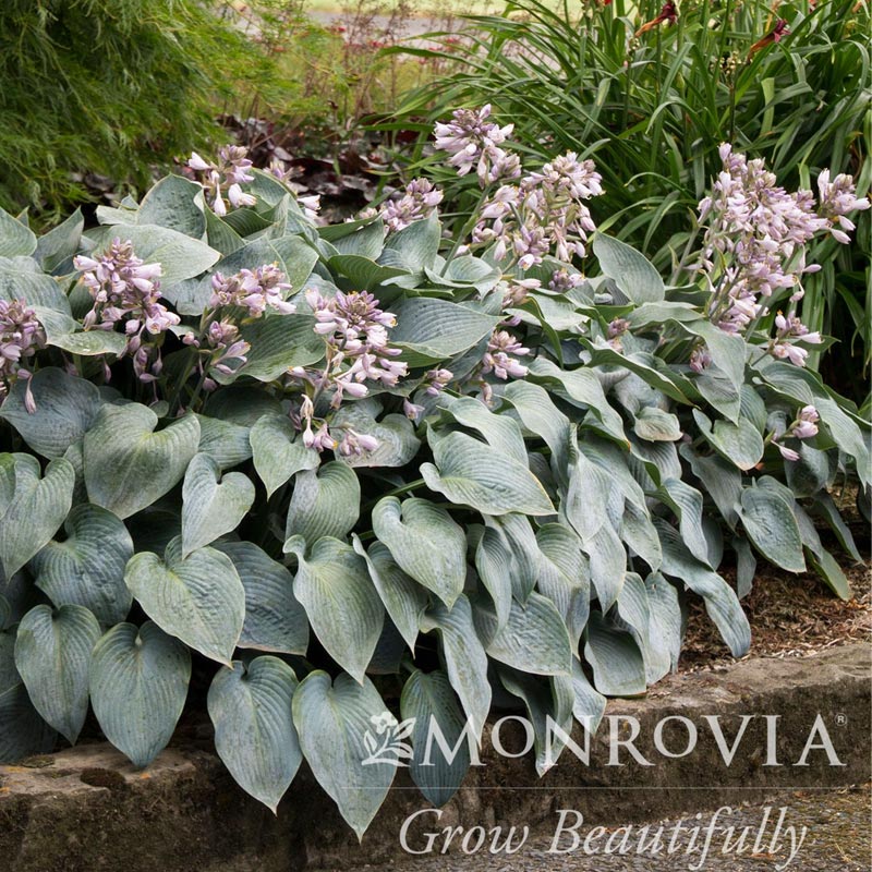 Halycon Hosta