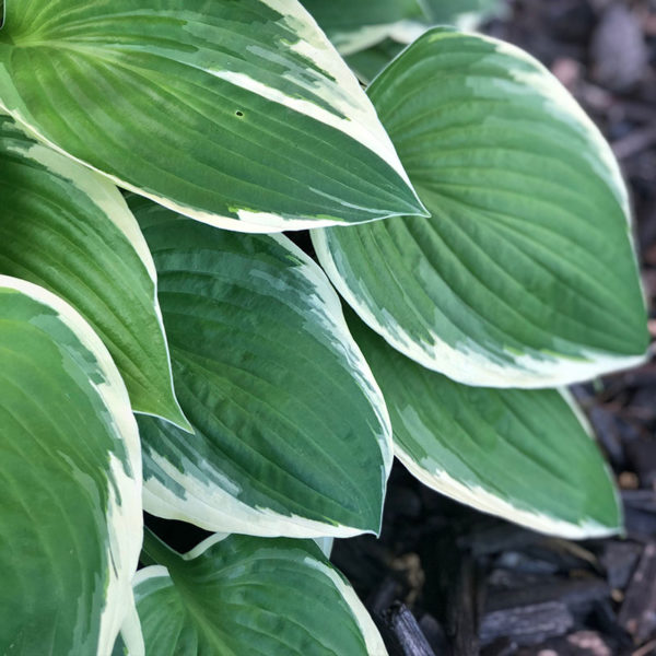 Patriot Hosta
