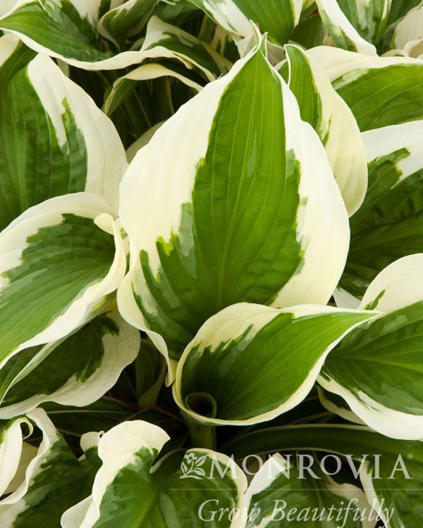 Patriot Hosta