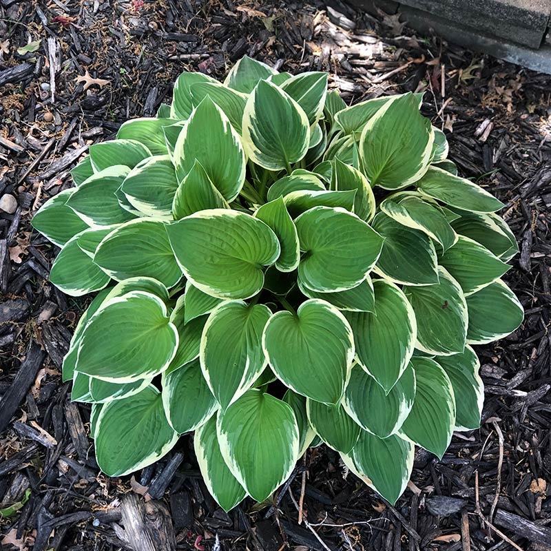Patriot Hosta