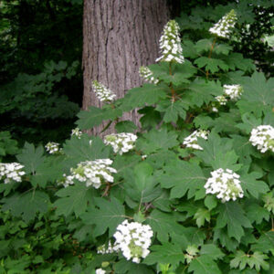 Alice Oakleaf Hydrangea