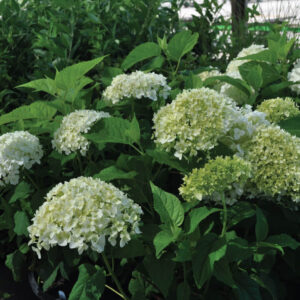 White Annabelle Hydrangea Blooms