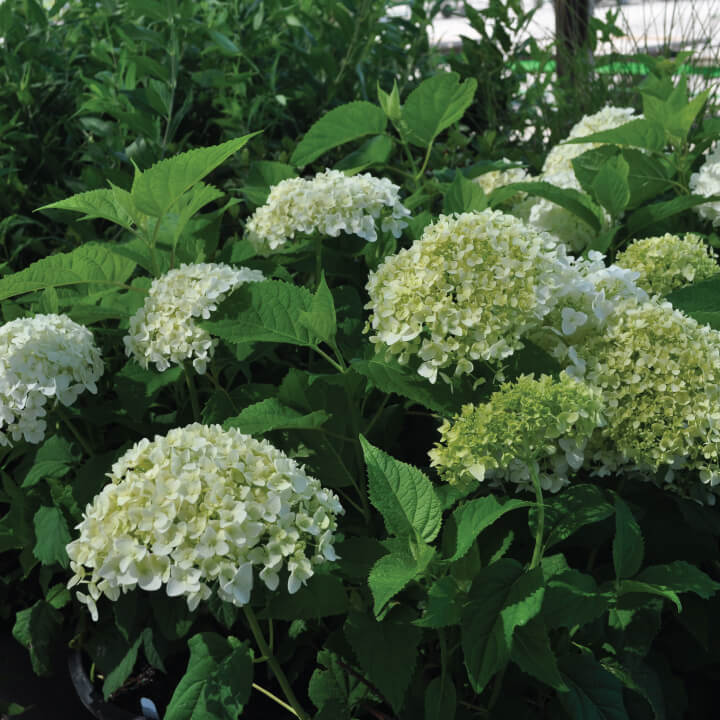 Annabelle Hydrangea