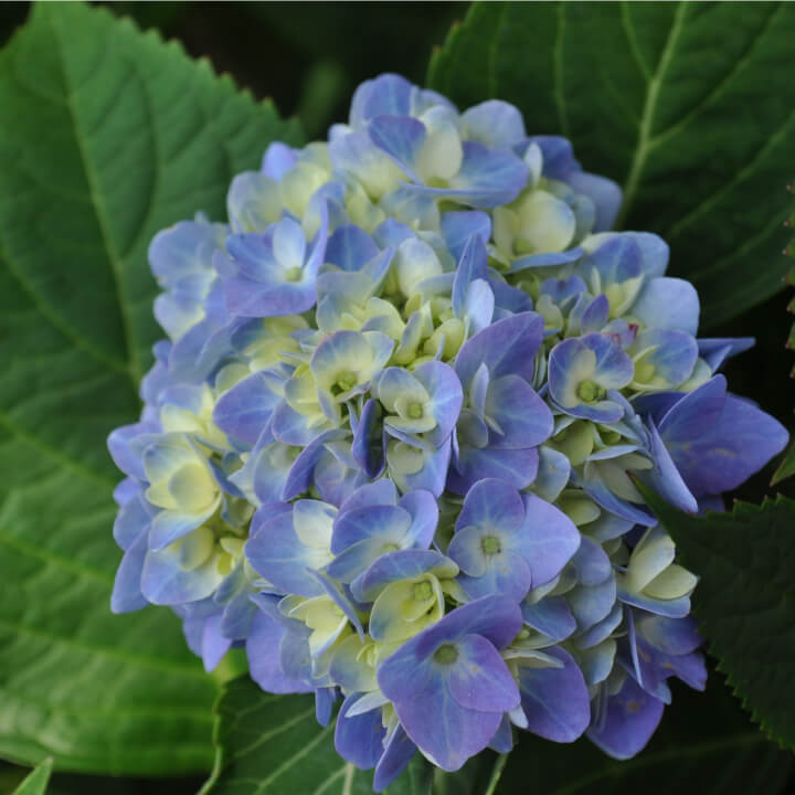 Endless Summer Hydrangea