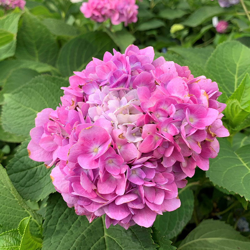 Endless Summer Hydrangea