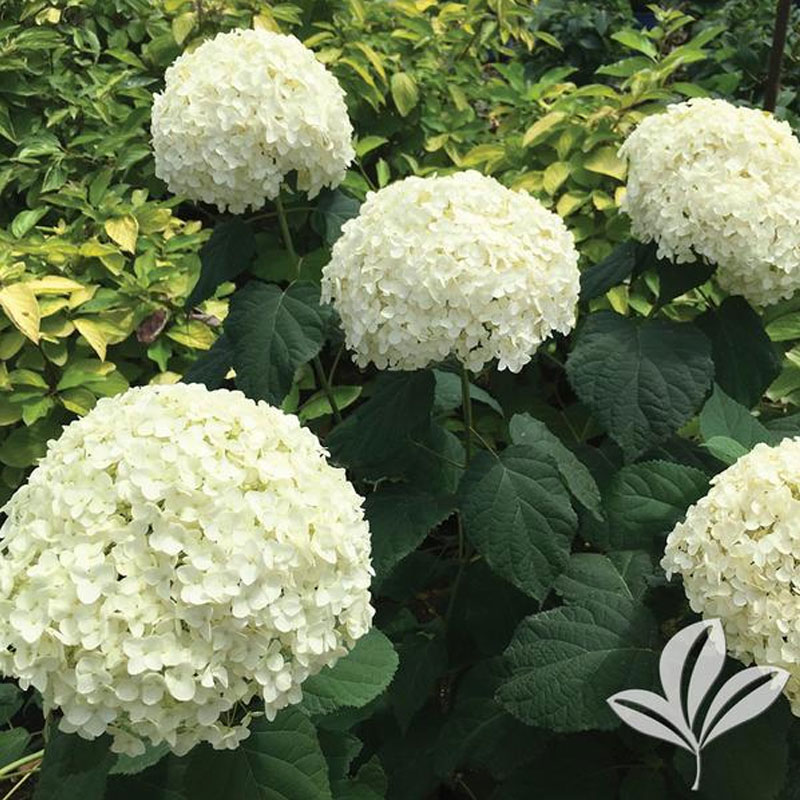 Lil’ Annie Hydrangea