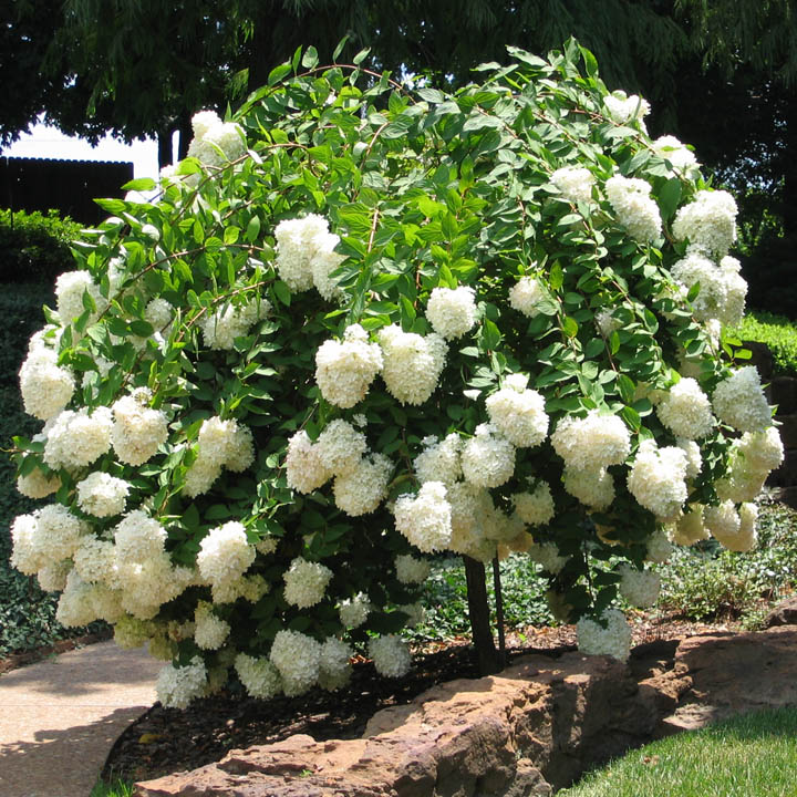 Limelight Hydrangea Tree