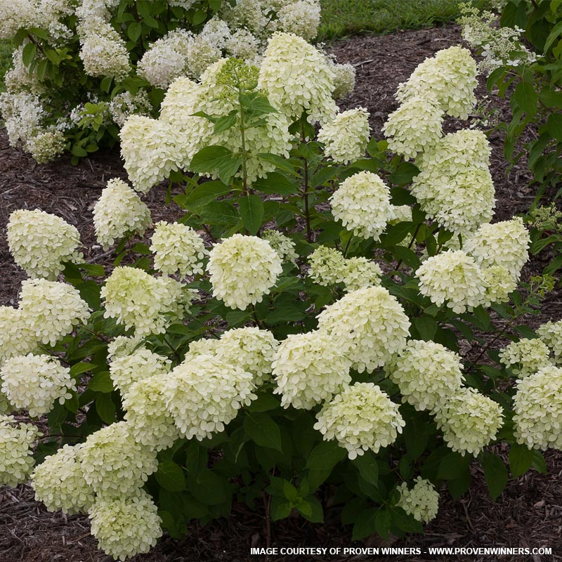 Little Limelight Hydrangea