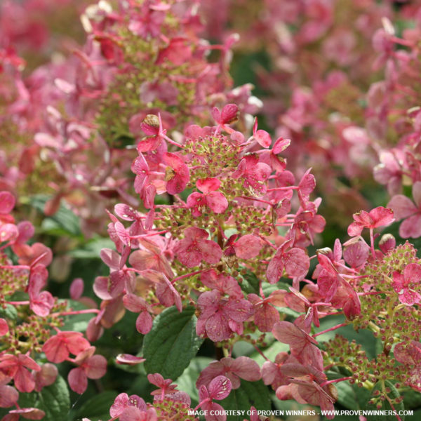 Little Quick Fire Hydrangea