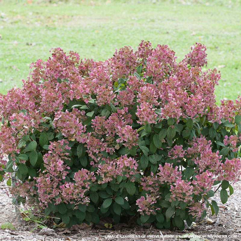 Little Quick Fire Hydrangea