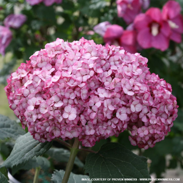 Invincibelle Mini Mauvette Hydrangea