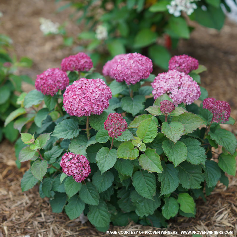 Invincibelle Mini Mauvette Hydrangea