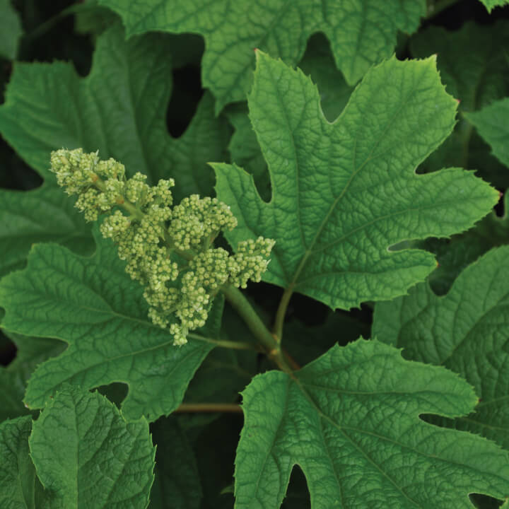 Oakleaf Hydrangea