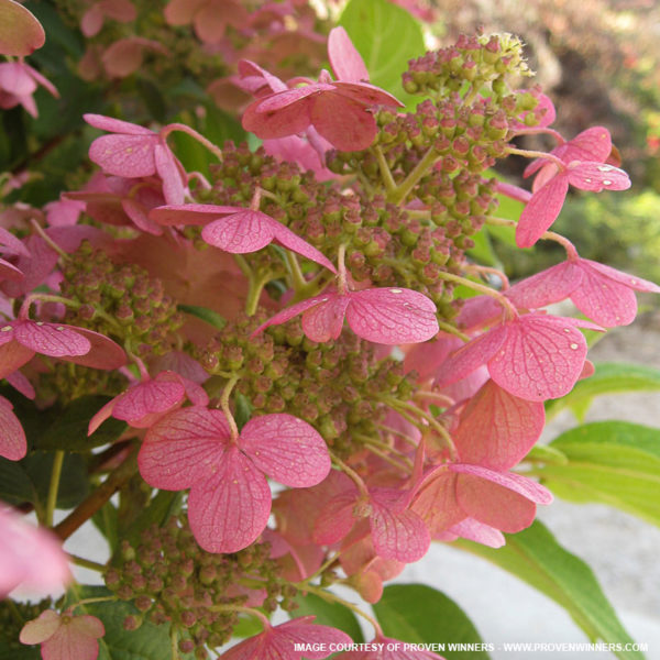 Quick Fire Hydrangea
