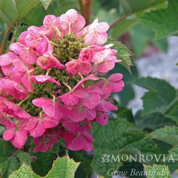 Ruby Slippers Oakleaf Hydrangea