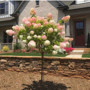 Vanilla Strawberry Hydrangea Tree
