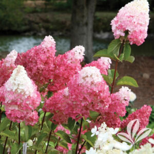 Vanilla Strawberry Hydrangea Blooms