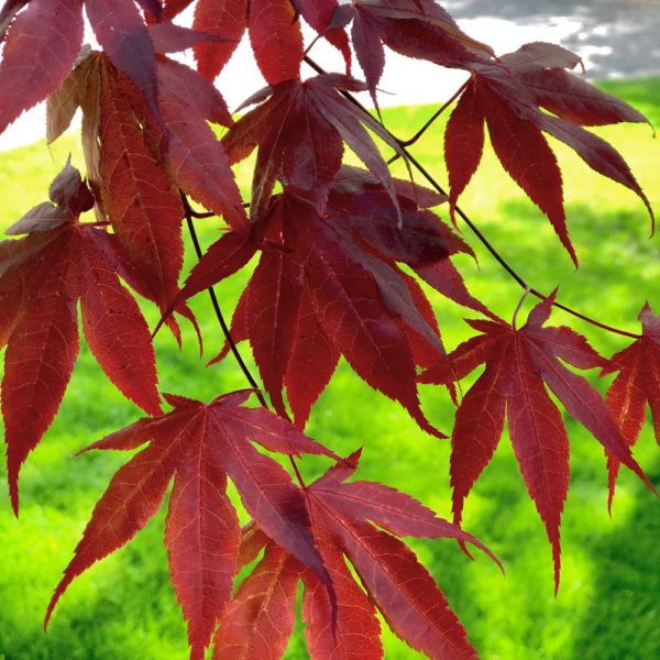 Bloodgood Japanese Maple