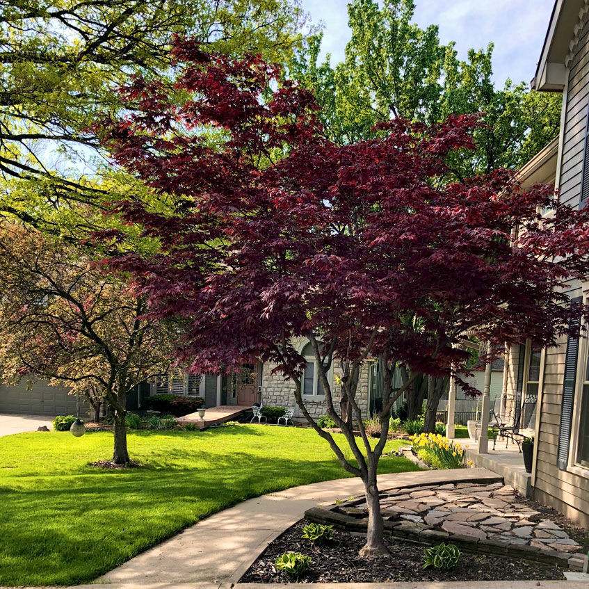 Bloodgood Japanese Maple