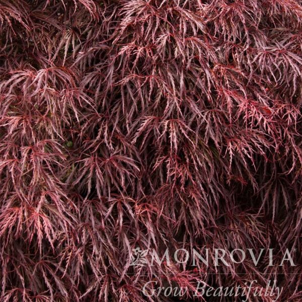 Crimson Queen Japanese Maple